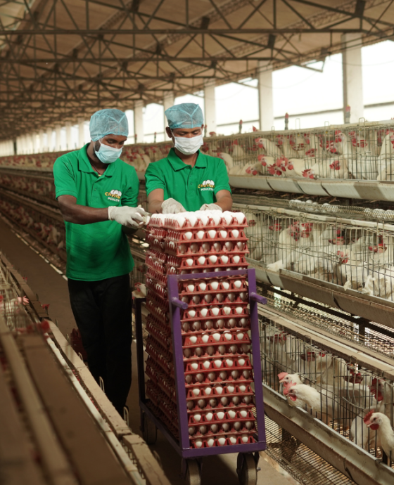 Massive Egg Production