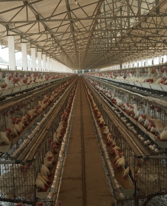 Ultimate Poultry Farm